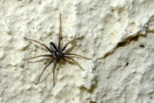 Thanatus sp.